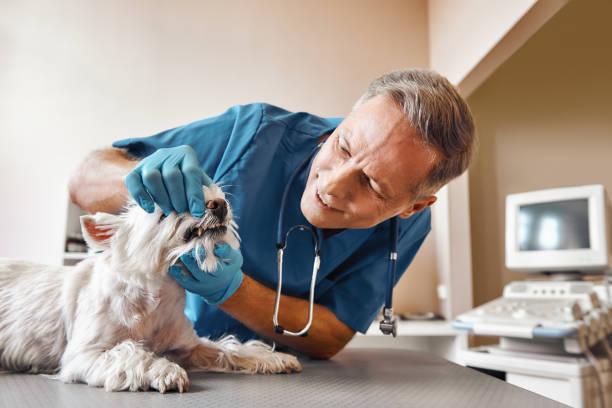 Best Emergency Tooth Extraction in Kellogg, ID